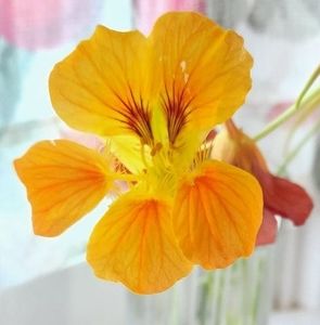 Meet your Posher, Valerie